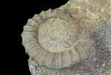 Anetoceras Ammonites With Phacops Trilobite Heads #67719-3